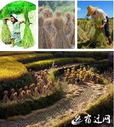禾苗表情符号