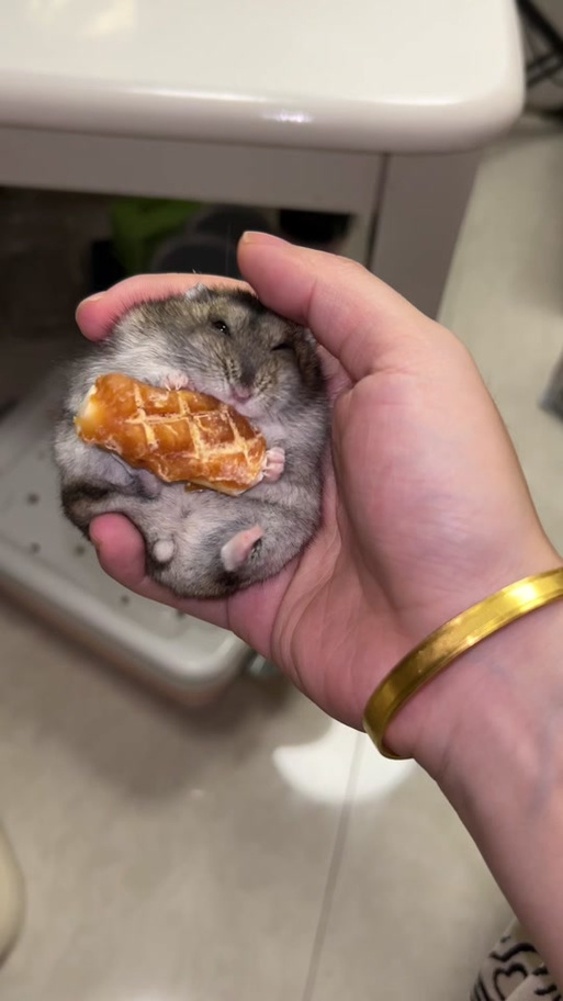 仓鼠生病了吃什么药