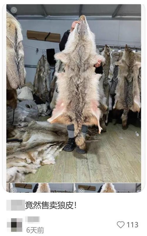 狼皮的功效与作用