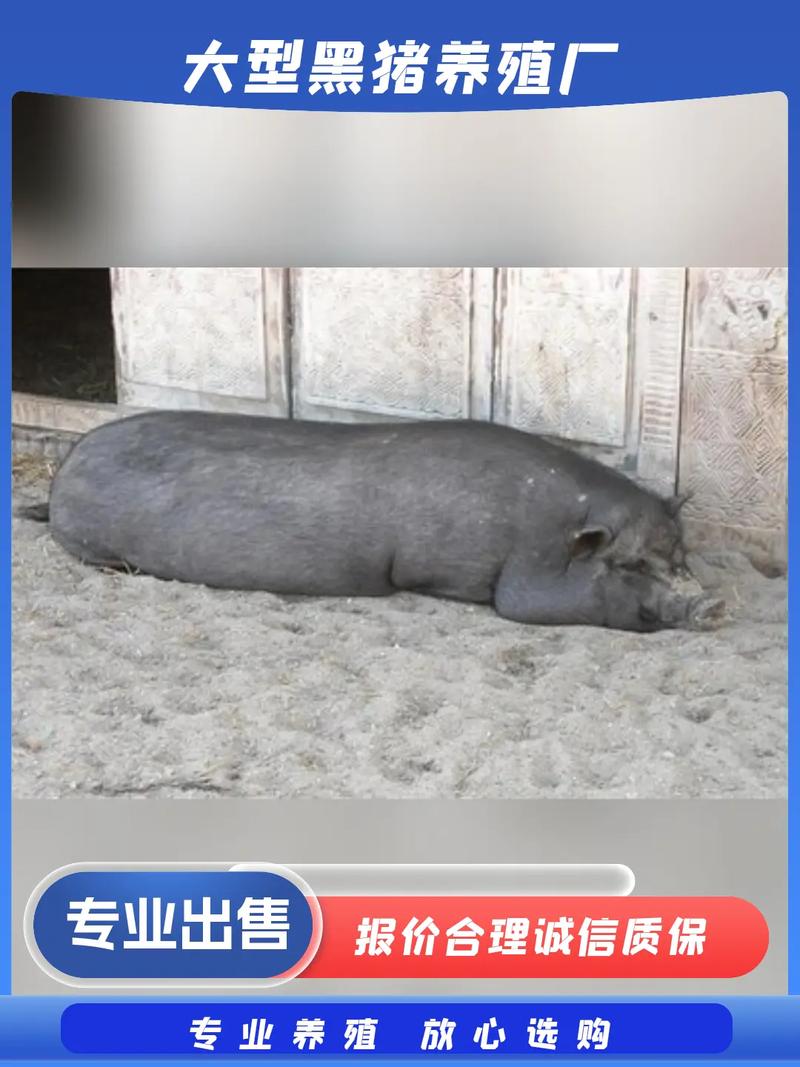 30一40斤小猪多少钱一斤