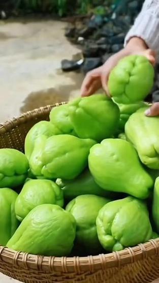 各种瓜类图片大全