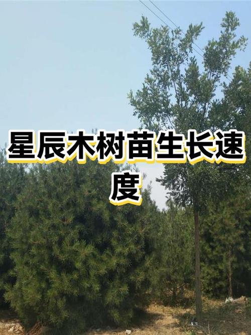 星辰木树苗