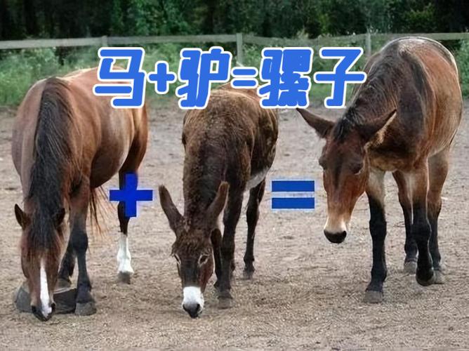 骡子和马哪个跑得快
