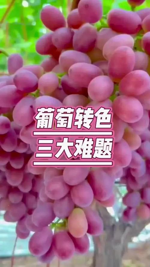 葡萄转