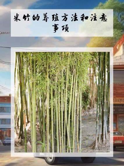 米竹的养殖方法和注意事项