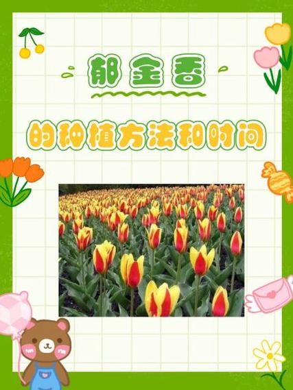 郁金香什么时候种最合适