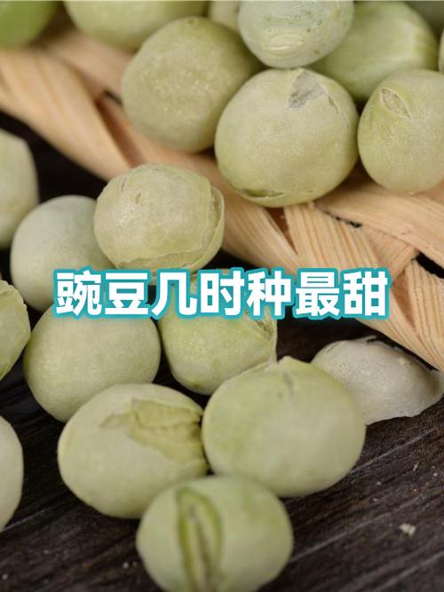 过冬豌豆几月份种