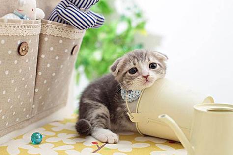折耳猫最忌三种东西