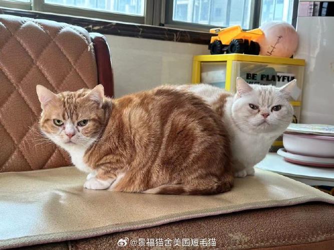 橘猫和美短的外貌特征