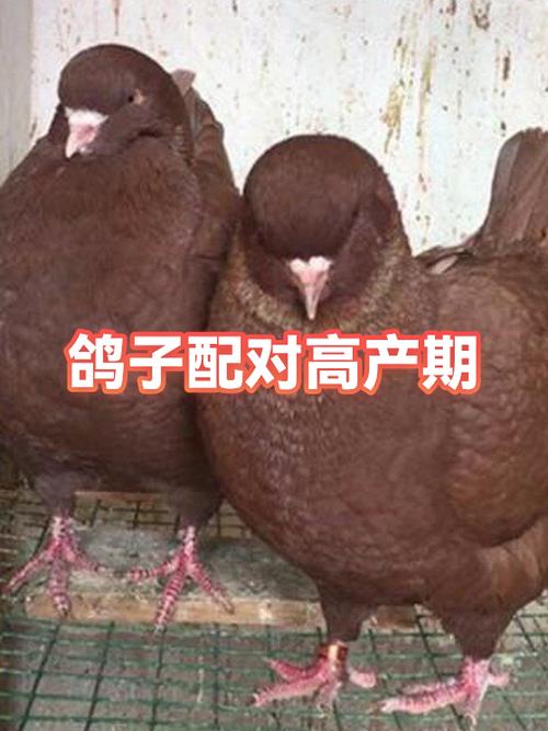 4个月公鸽子能配对吗