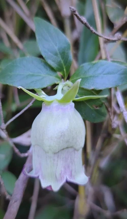 羊乳(植物)的功效与作用