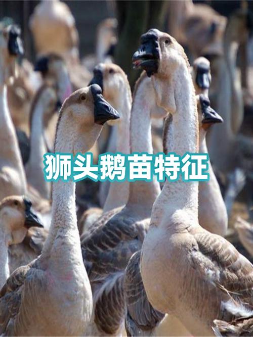 正宗狮头鹅幼苗特征