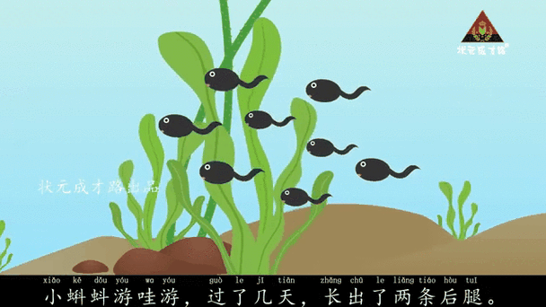 小蝌蚪找