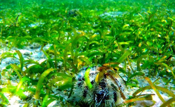 海草治什么病最好