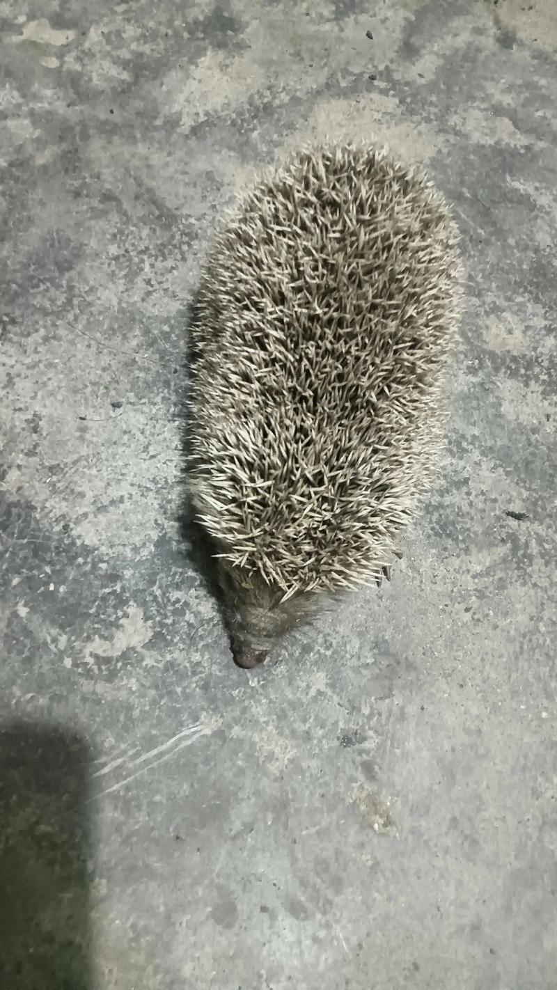 看见刺猬是好事还是坏事