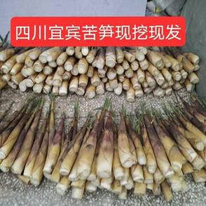 苦竹笋的功效与作用
