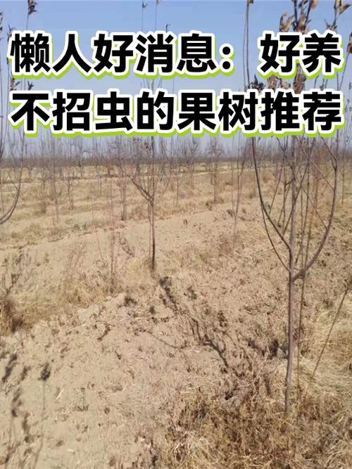 什么果树最不招虫