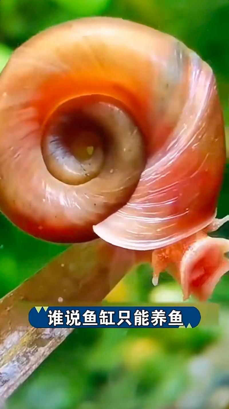 普懒的螺子