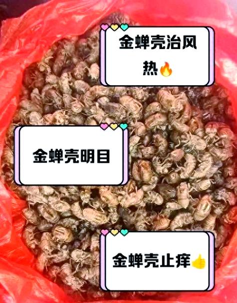 金蝉壳多少钱一斤