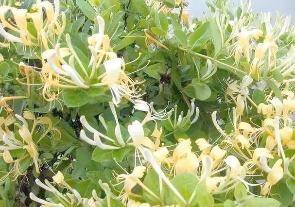 金银花多少钱一斤