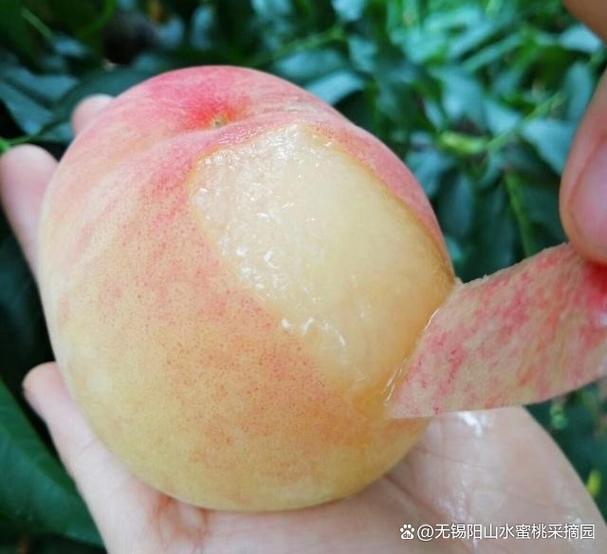 成熟的水蜜桃