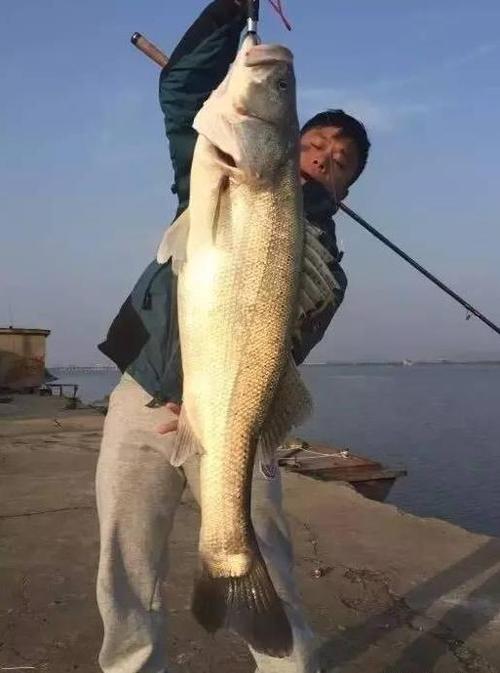 鲈鱼能长多少斤