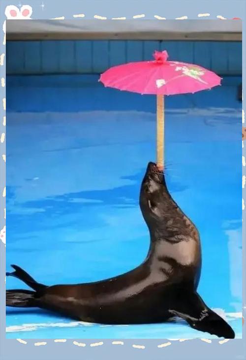 海狮视频