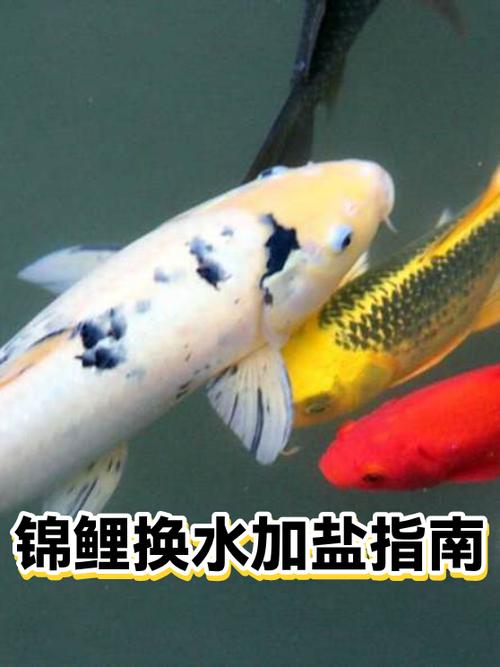 鱼缸换水加盐正确方法