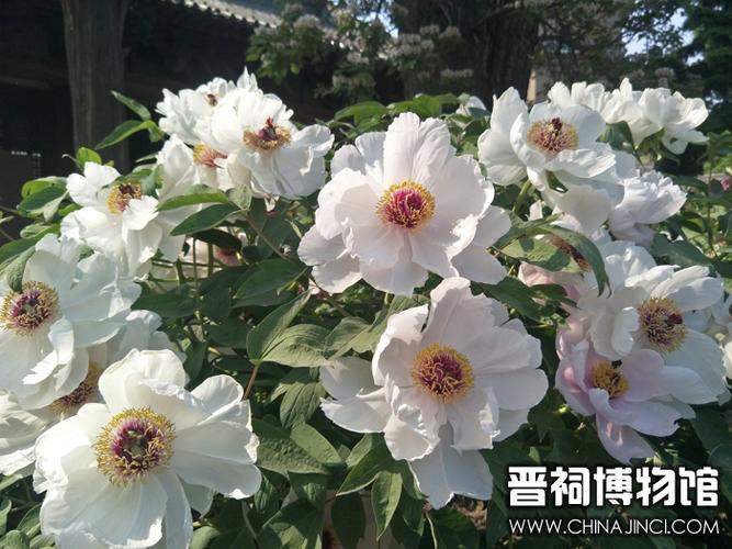 “紫”的67个雅称