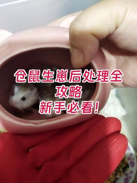 生了小仓鼠怎么处理
