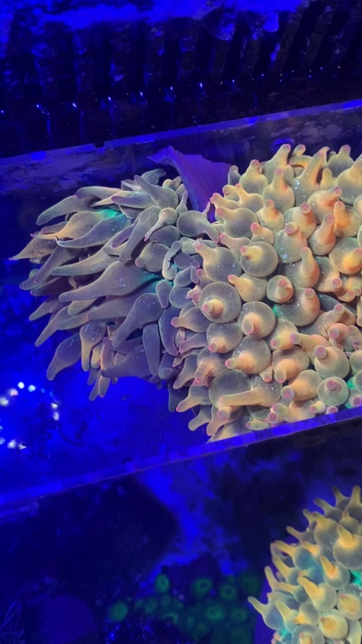 海葵有毒么