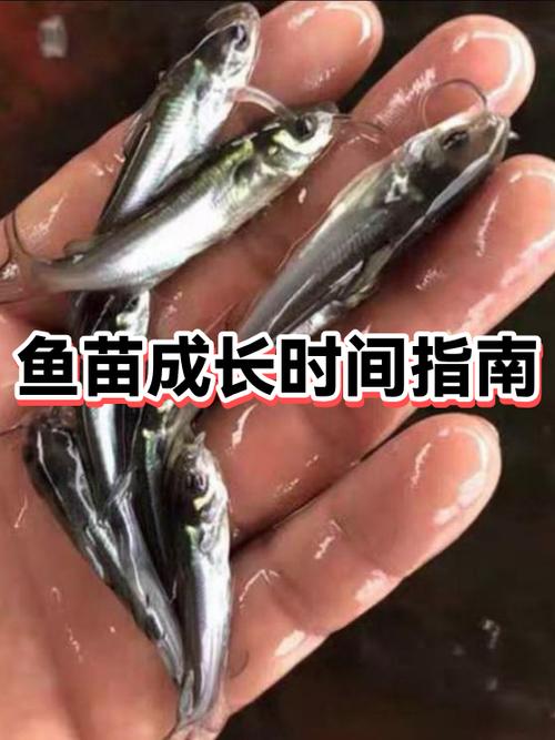 放鱼苗最佳时间