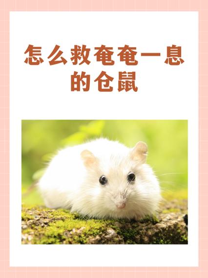 仓鼠死了会替主人挡灾吗
