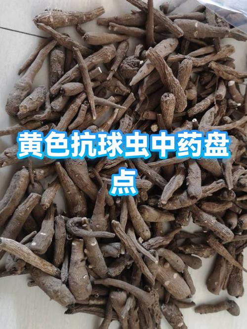 球虫最怕的三种草药