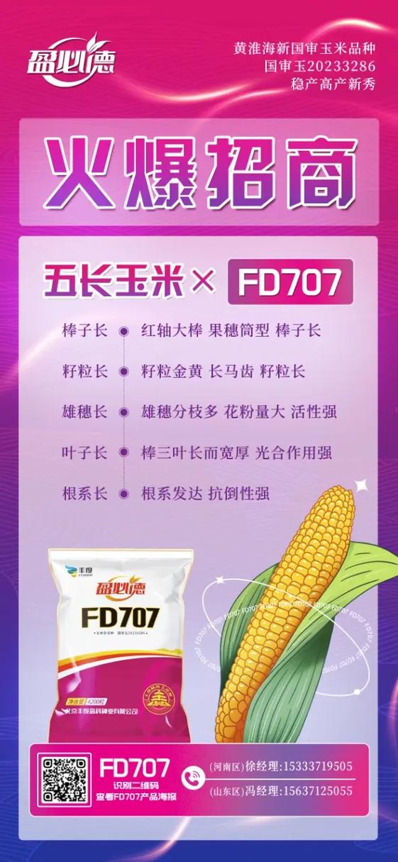 FD707玉米种