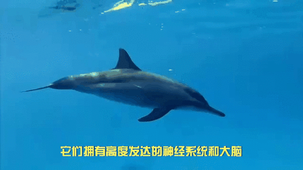 海豚和虎鲸哪个智商高