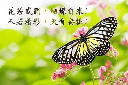 iqoo壁纸自动更换