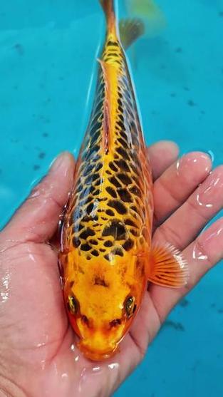 龙鳞斑是什么鱼