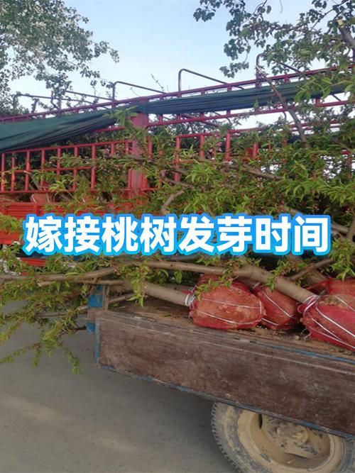 嫁接桃树的最佳时间