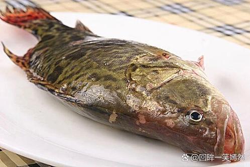 桂鱼市场价多少钱一斤
