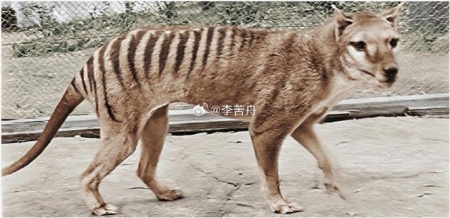 袋狼和狼谁更厉害