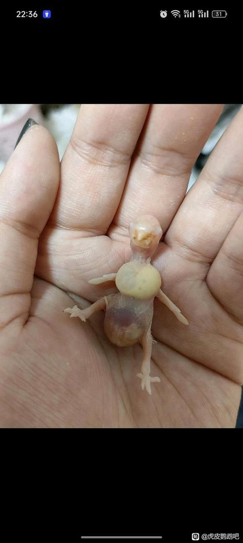 母鸟鹦鹉不出窝