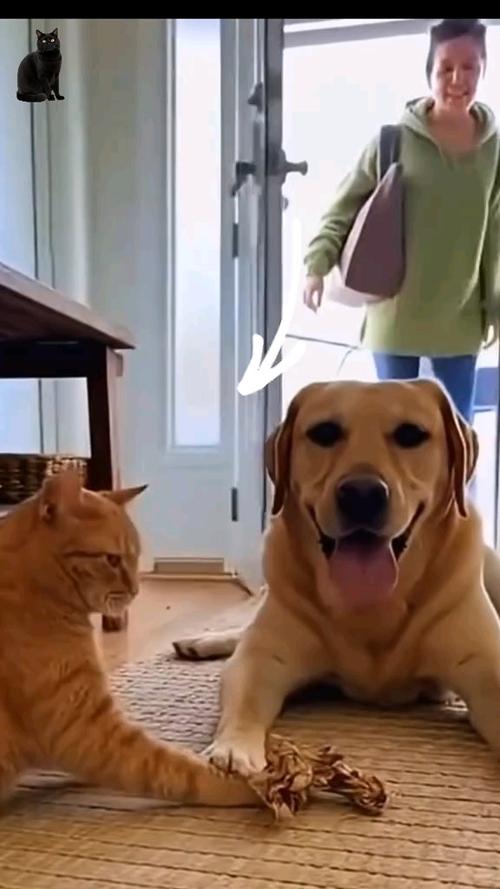 小猫小狗视频搞笑视频