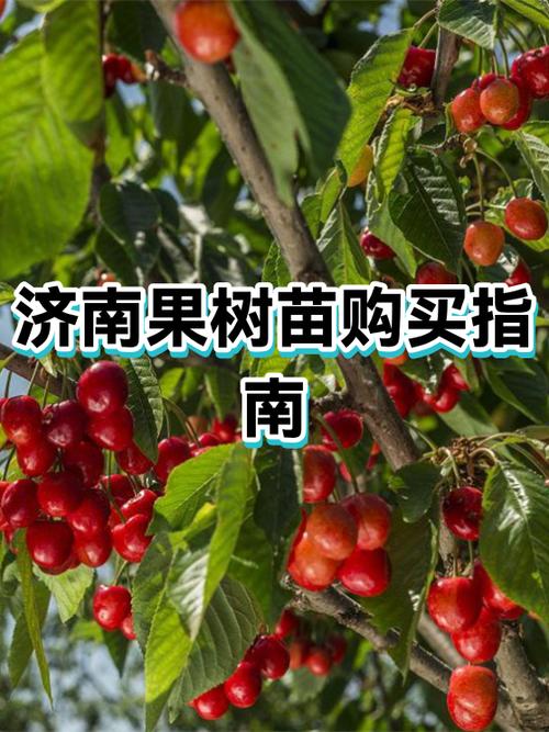 买果树苗哪里能买到正宗树苗