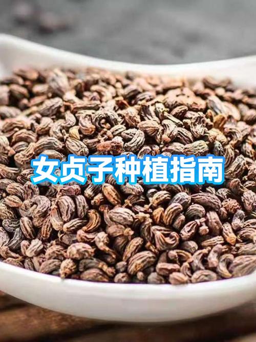 女贞子的功效与作用及副作用