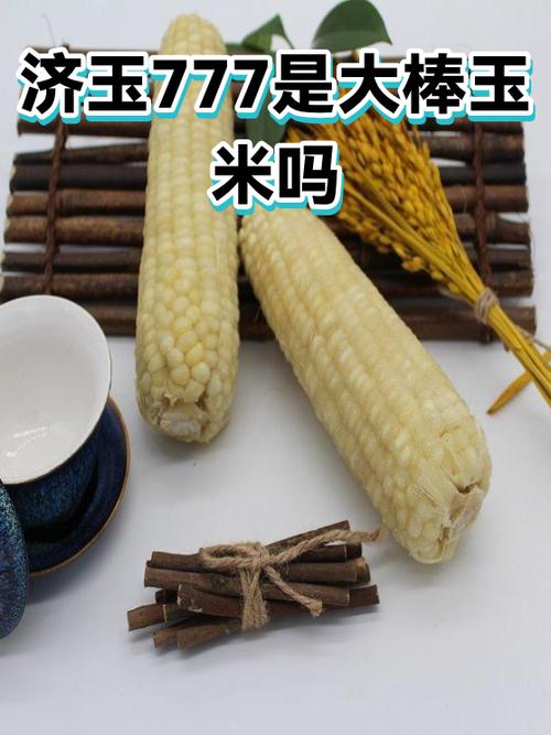 济玉666多少钱一箱
