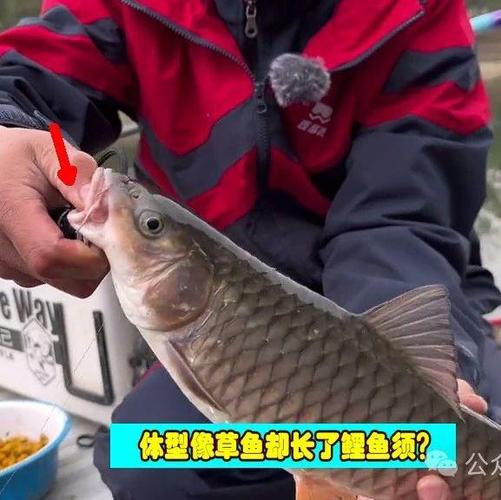 军鱼一年能长多少斤