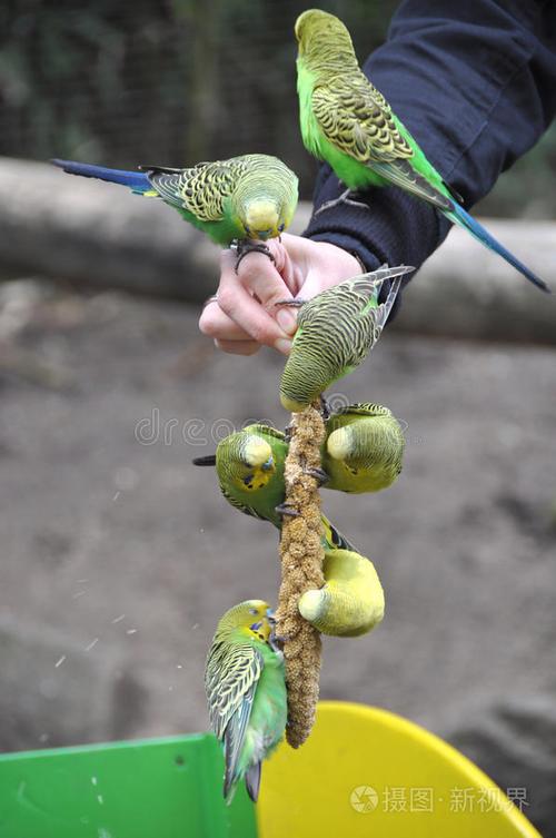 母鹦鹉给公鹦鹉喂食