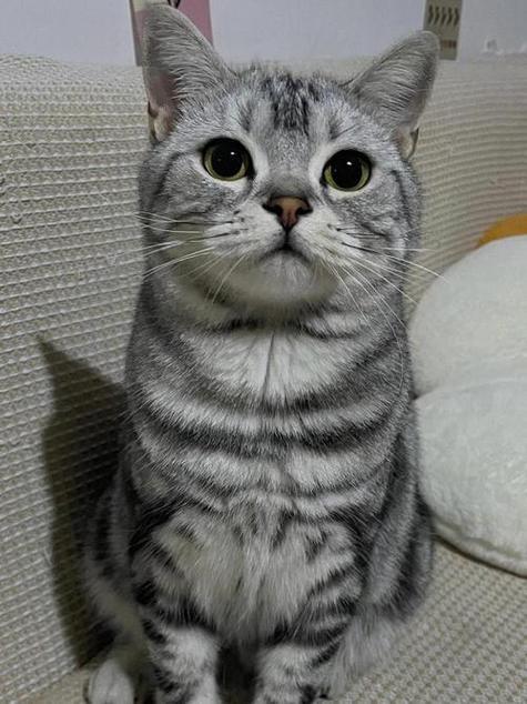 美短一生认几个主人
