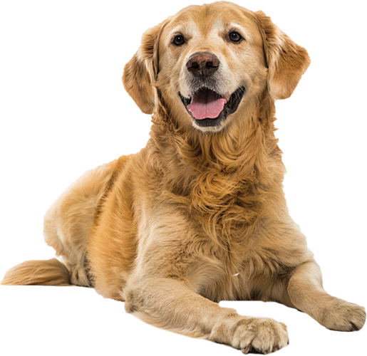 Dog dog dog